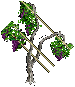Grapevines east 2png