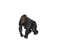 Gorilla.png
