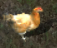 Chickenkr.png