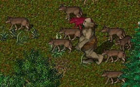 BNN Wolf Pack Attack on Yew - Picture 1.jpg