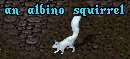 WhiteSquirrel.png