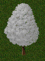 11th collection snow tree.jpg