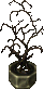 Large dying plant.png