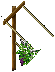 Grapevines east 1png