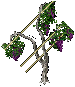 Grapevines south 2png