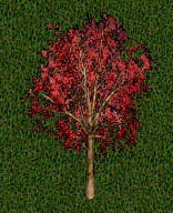 11th collection maple tree.jpg