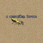 Myrmidex larvae.png