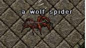 Wolf spider.jpg