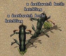 Deathwatch beetle hatchling.jpg