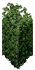 Hedge Plant.png