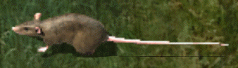 Giant ratkr.png