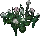 Snowdrops1.png