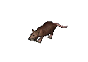 Giant Rat.png