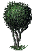 Spider Tree.png