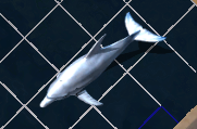 Dolphinkr.png