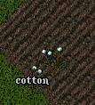 Cottonplant.jpg
