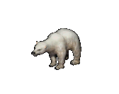 Polar Bear.png