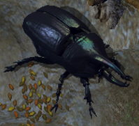 Giant beetle.jpg