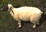 Sheepkr.png