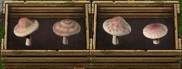 Dreadhorn mushrooms.jpg
