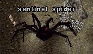 Sentinel spider.jpg