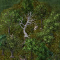 Albino treekr.jpg