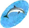 A dolphin rug.png